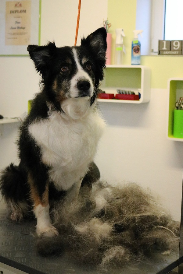 Unterwolle entfernt bei einem Australian Shepherd.