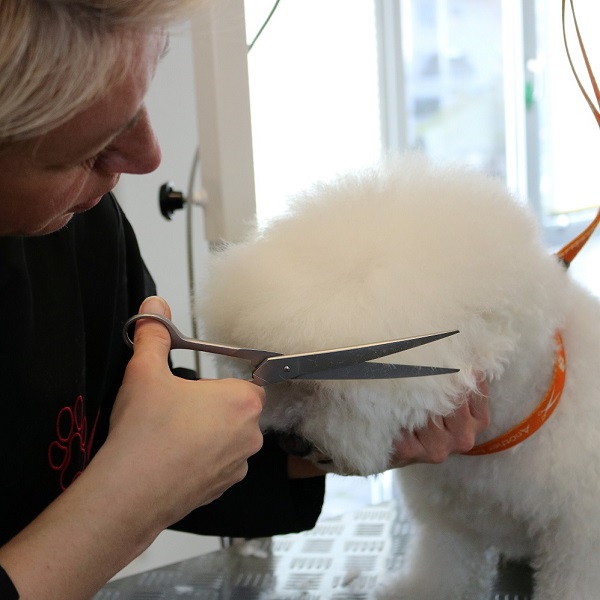 Fell schneiden bei einem Bichon Frisé